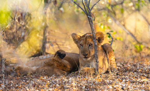 Lion cubs resting under a bush in the Nyerere (Selous) National Park in southern Tanzania photo