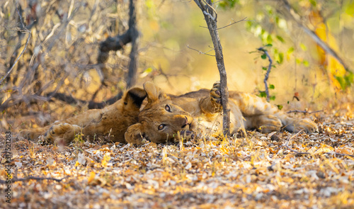 Lion cubs resting under a bush in the Nyerere (Selous) National Park in southern Tanzania photo