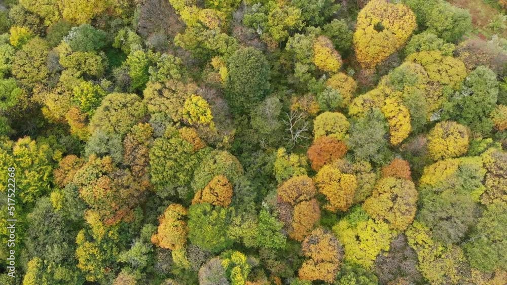Autumn forest aerial drone view Autumn forest aerial drone view