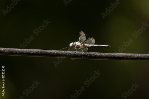 dragonfly on a twig