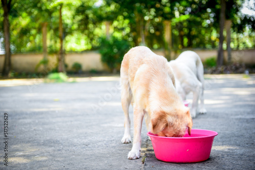 close-up golden retriever dog eating food from bowl