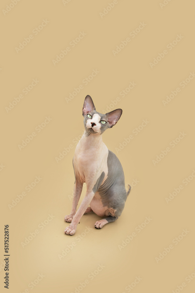 Sphynx cat sitting and looking at camera. Isolated on beige brown background