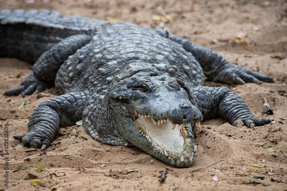 Crocodile on a lake shore mouth opened Crocodile on a lake shore mouth opened