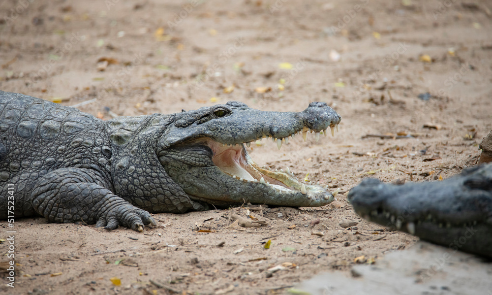 Crocodile on a lake shore mouth opened Crocodile on a lake shore mouth opened