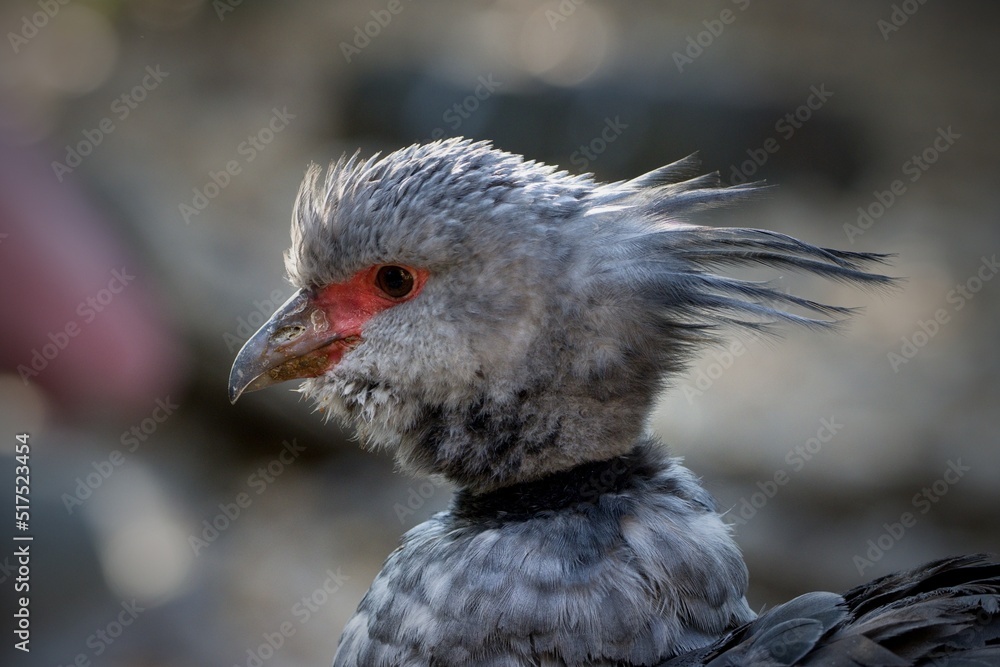 Obraz premium Southern Screamer