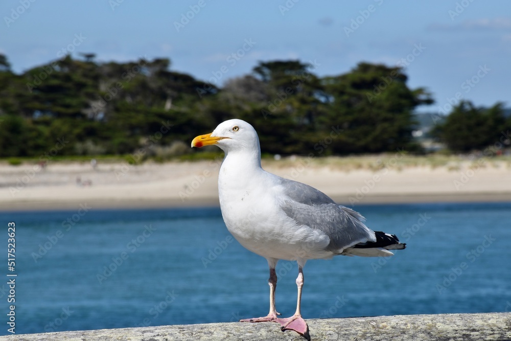 Obraz premium seagull on the beach