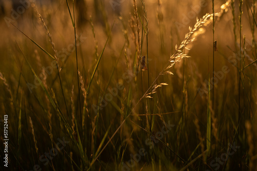 Field plant in focus with beautiful warm sunlight