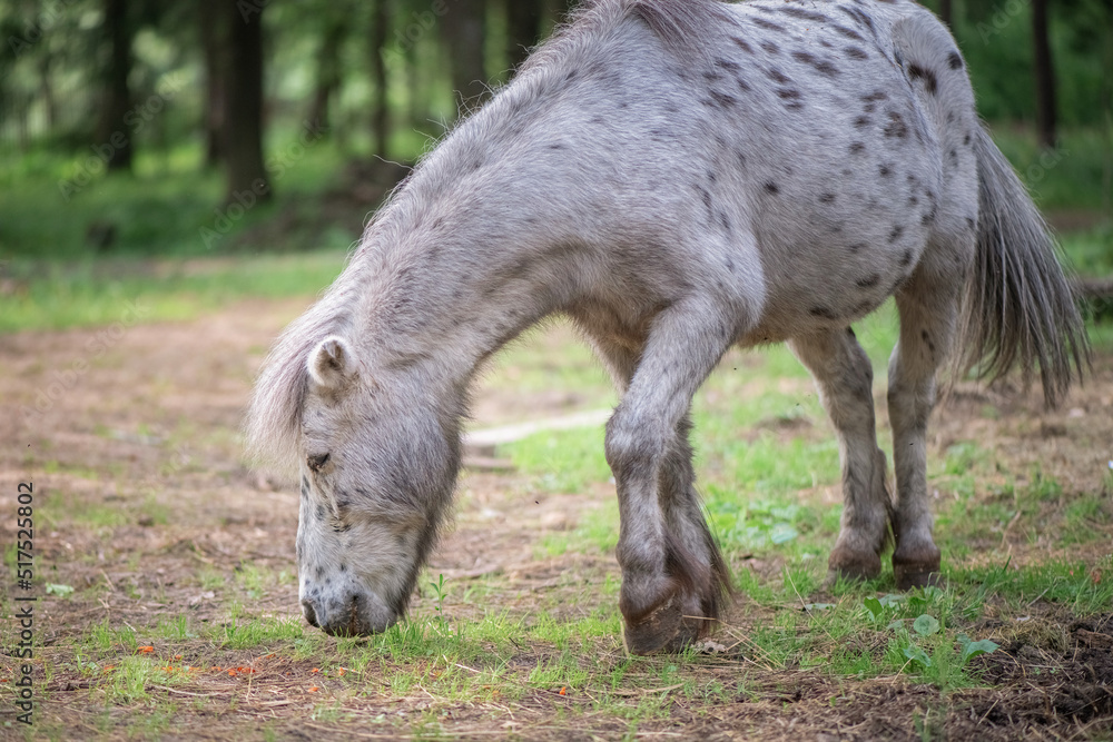 Fototapeta premium An elderly thoroughbred pony is playing in the forest.
