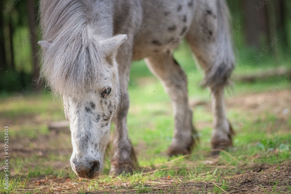 An elderly thoroughbred pony is playing in the forest. An elderly thoroughbred pony is playing in the forest.