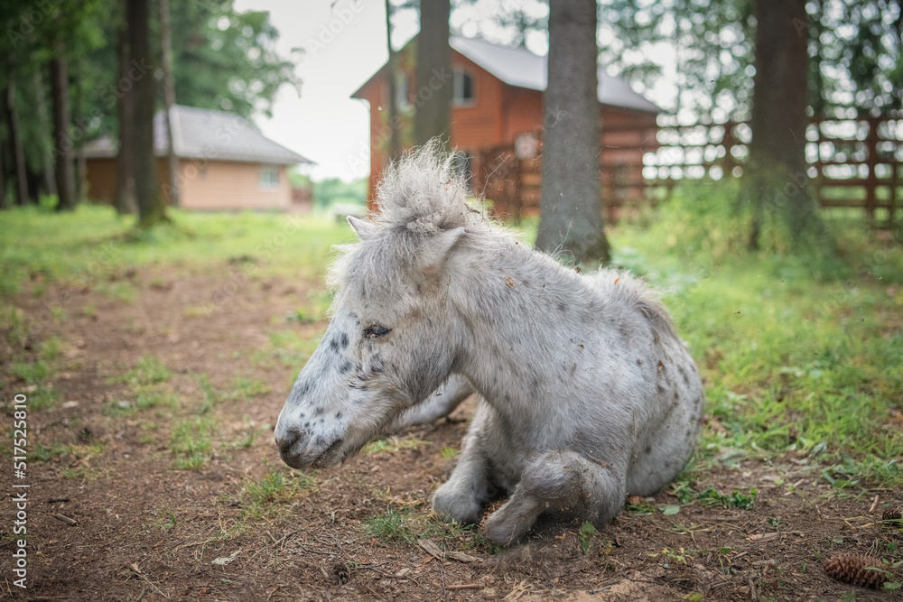 Fototapeta premium An elderly thoroughbred pony is playing in the forest.