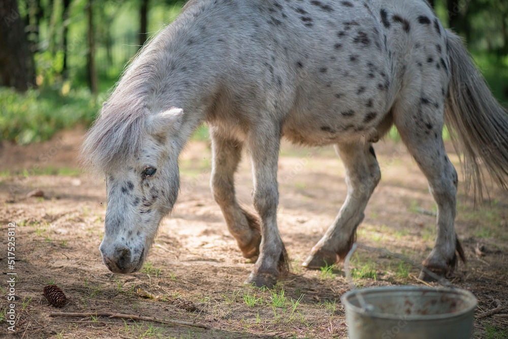 An elderly thoroughbred pony is playing in the forest. An elderly thoroughbred pony is playing in the forest.