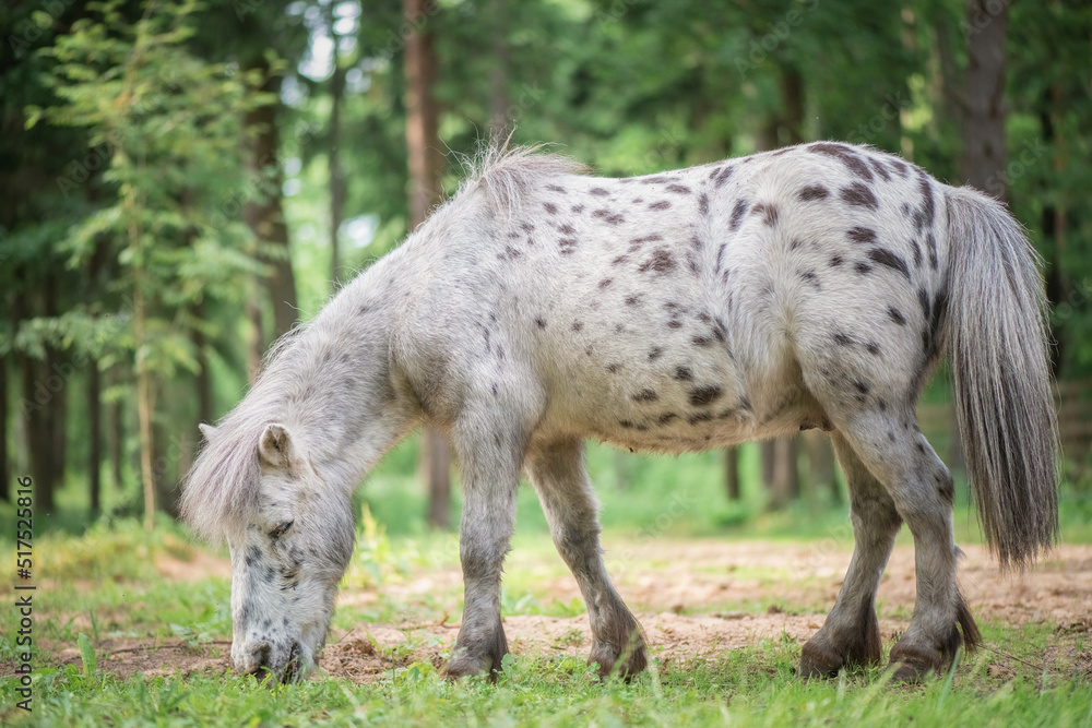 Fototapeta premium An elderly thoroughbred pony is playing in the forest.