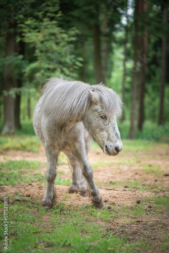 An elderly thoroughbred pony is playing in the forest. © shymar27