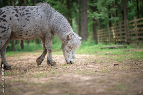 An elderly thoroughbred pony is playing in the forest.