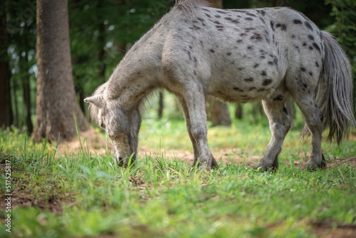 An elderly thoroughbred pony is playing in the forest.