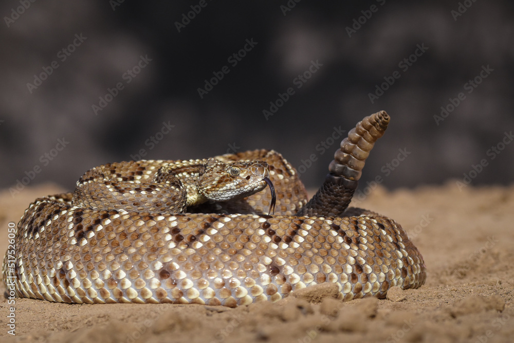 Fototapeta premium Crotalus in the wild
