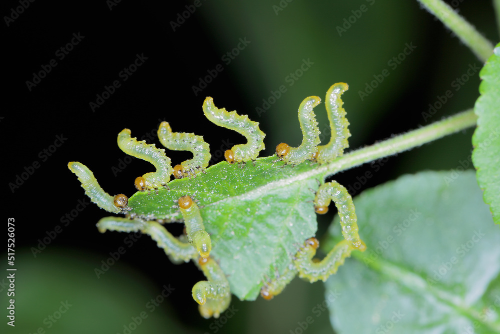 Apple leaf sawfly (Pristiphora maesta). Apple leaf sawfly (Pristiphora maesta). Apple leaf sawfly (Pristiphora maesta). Apple leaf sawfly (Pristiphora maesta).