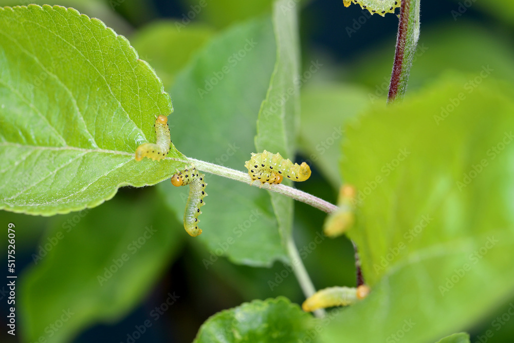 Apple leaf sawfly (Pristiphora maesta). Apple leaf sawfly (Pristiphora maesta). Apple leaf sawfly (Pristiphora maesta). Apple leaf sawfly (Pristiphora maesta).