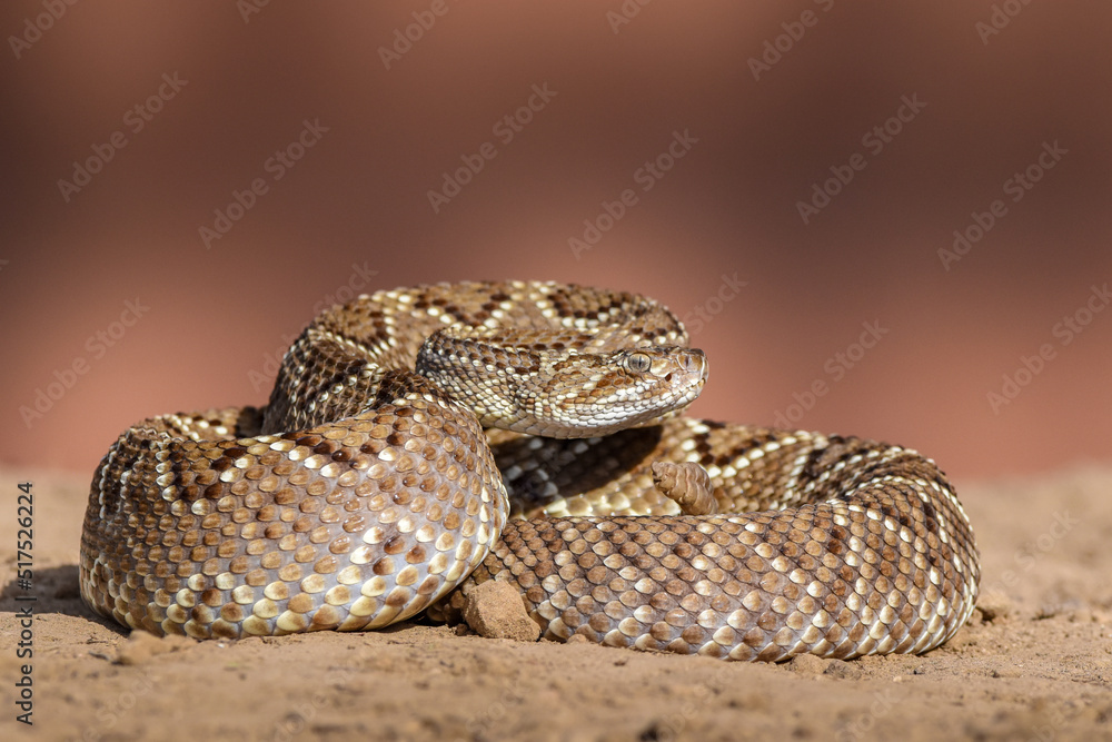 Obraz premium Crotalus in the wild