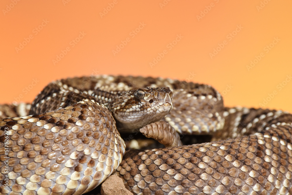 Obraz premium Crotalus in the wild
