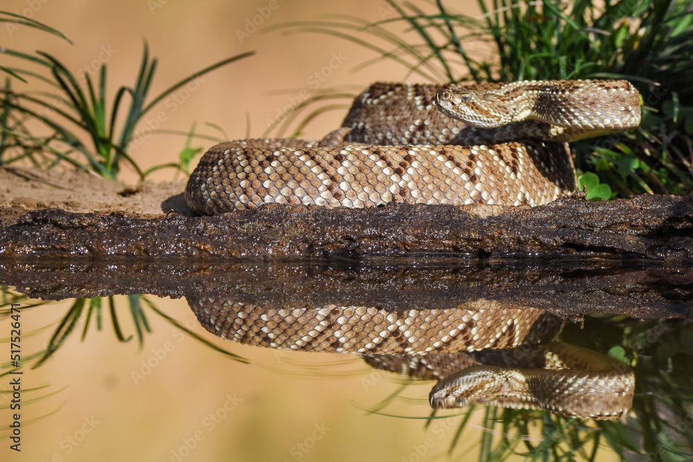 Fototapeta premium Crotalus in the wild
