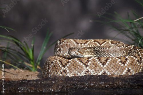 Crotalus in the wild