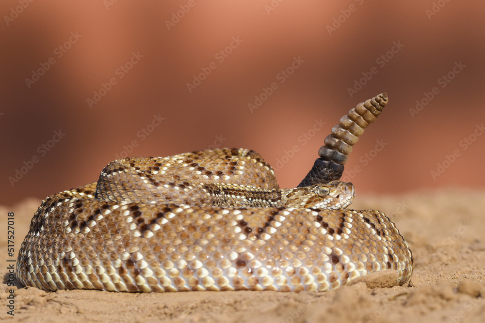 Obraz premium Crotalus in the wild