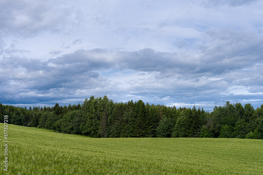 Field meeting forest, Toten, Norway.