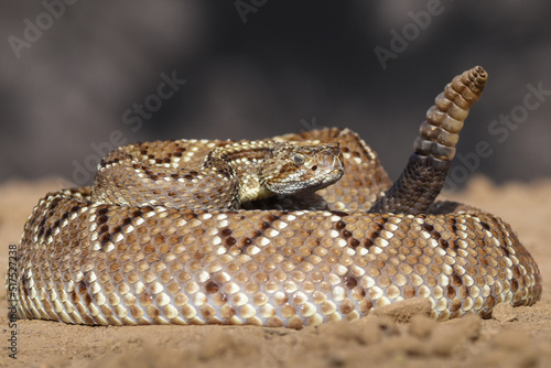 Crotalus in the wild