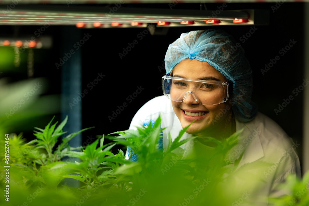 Woman scientist at cannabis farm with a cannabis plant with beautiful leaves grown in a plant. Checking the integrity of the stems and leaves. Woman scientist at cannabis farm with a cannabis plant with beautiful leaves grown in a plant. Checking the integrity of the stems and leaves.