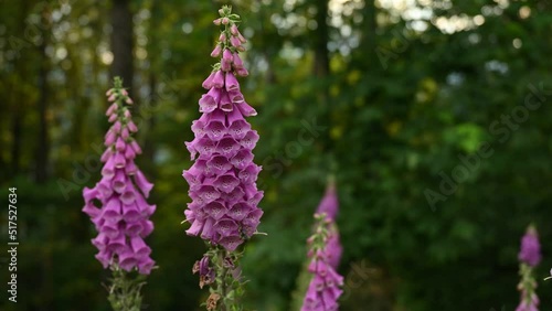 A bunch of foxglove (Digitalis purpurea) standing in the foreground in a forest, British Columbia, Canada