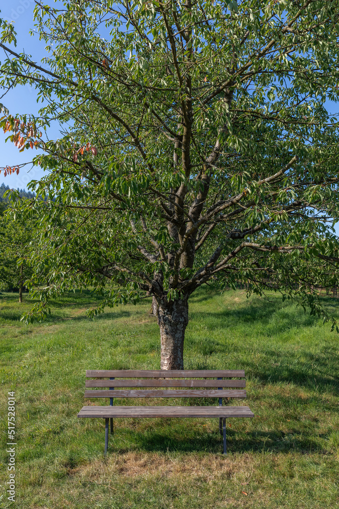 Wooden bench at a fruit tree along a walkway during the summer season