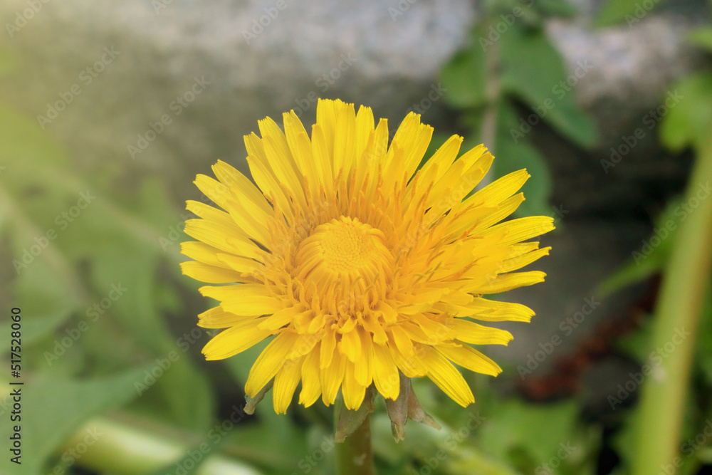 Close-up of a yellow flowering dandelion in the summer in a meadow. Close-up of a yellow flowering dandelion in the summer in a meadow.