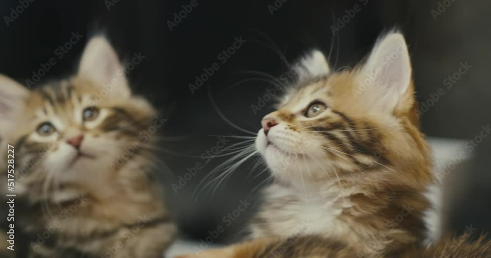 Little kittens follow the toy on the rope. Cute kittens are looking around. Little kittens follow the toy on the rope. Cute kittens are looking around.