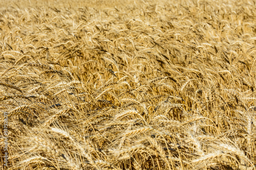 Backdrop of ripe wheat. Agricultural concept Backdrop of ripe wheat. Agricultural concept