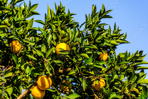 Orange tree with ripe fruits at the orchard