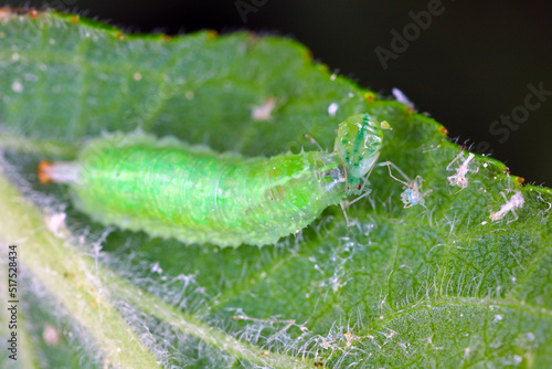 Tableau sur toile Syrphidae larvae (Hoverfly) with hunted aphid.