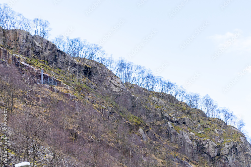 Naklejka premium Dwarf birch on the mountain slopes