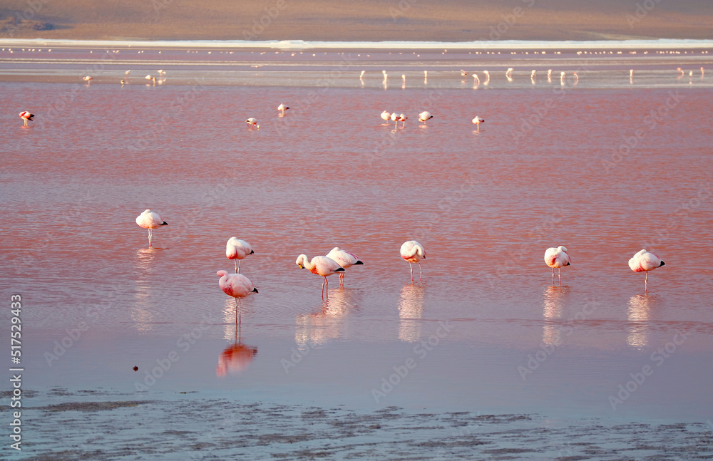 Amazing Flamingos Flamboyance Grazing in Laguna Colorada, the Red Lagoon in Bolivian Altiplano, Potosi Department of Bolivia, South America