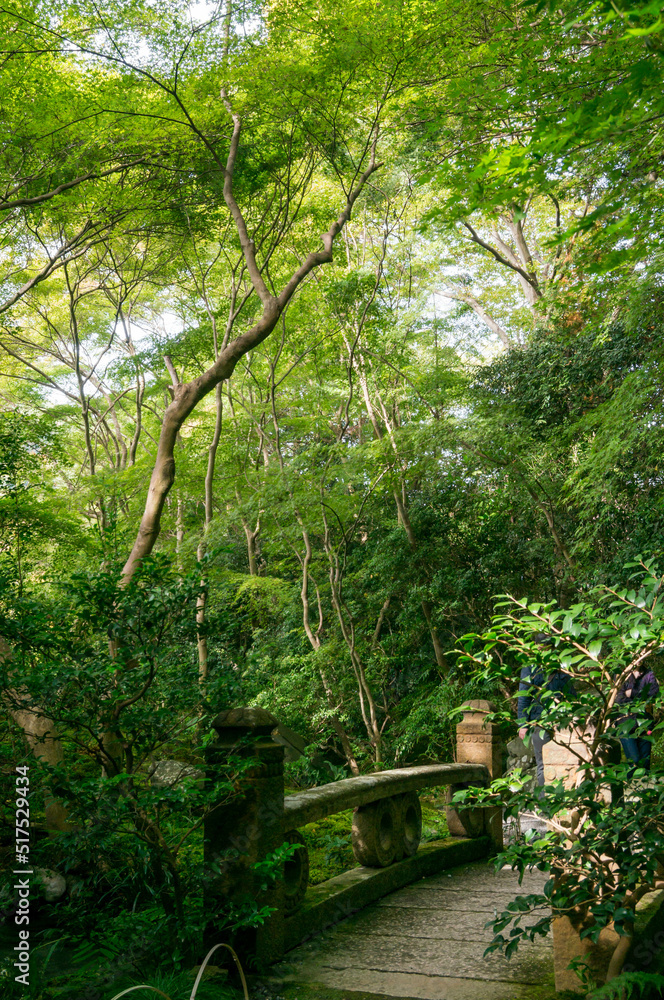 A garden with beautiful green maple leaves in Rurikoin, Kyoto, Japan A garden with beautiful green maple leaves in Rurikoin, Kyoto, Japan