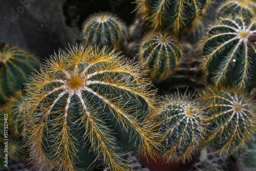 exotic prickly cactus