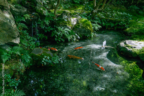 Wallpaper Mural Beautiful maple leaves and carp in the pond at Rurikoin in Kyoto, Japan Torontodigital.ca