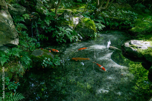 京都 瑠璃光院の美しい新緑と池の鯉