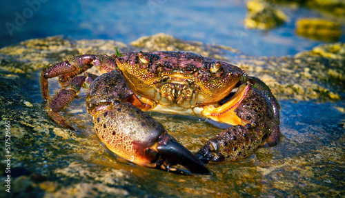 Black Sea Large Stone crab on the coastal rocks in the rays of the setting sun on the Black Sea shore of Crimea. Tarkhankut Peninsula, Ukraine