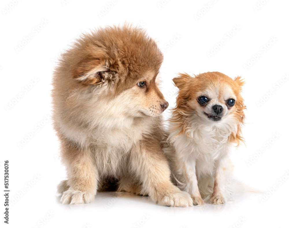 puppy Finnish Lapphund and chihuahua