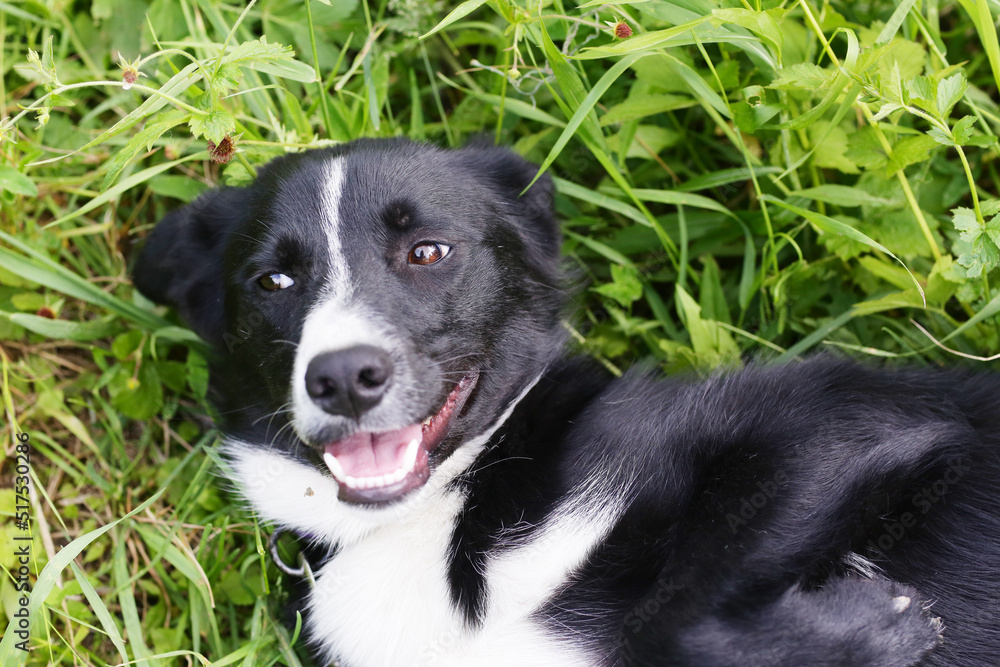 black laika dog closeup photo on green grass background