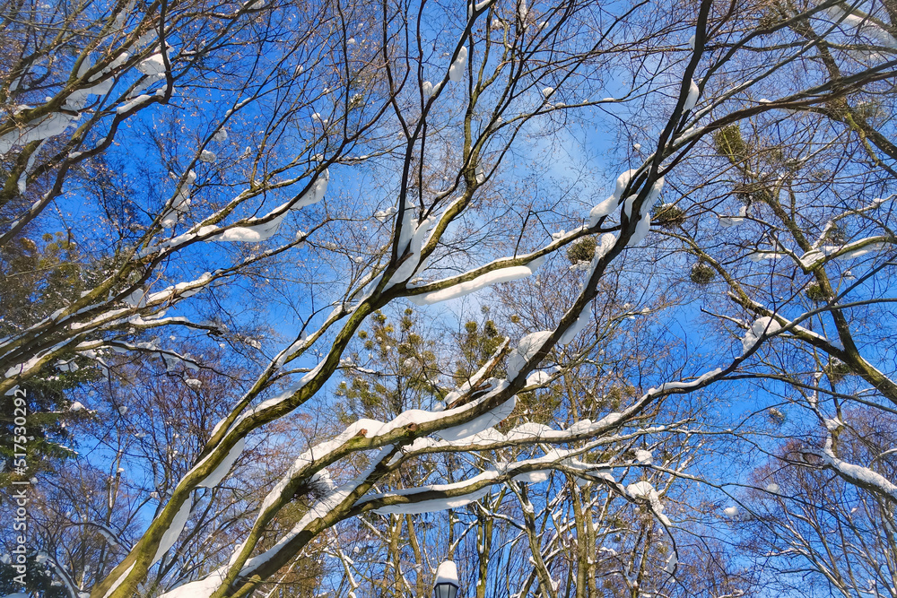 Bare trees branches covered with snow in winter. Bare trees branches covered with snow in winter.