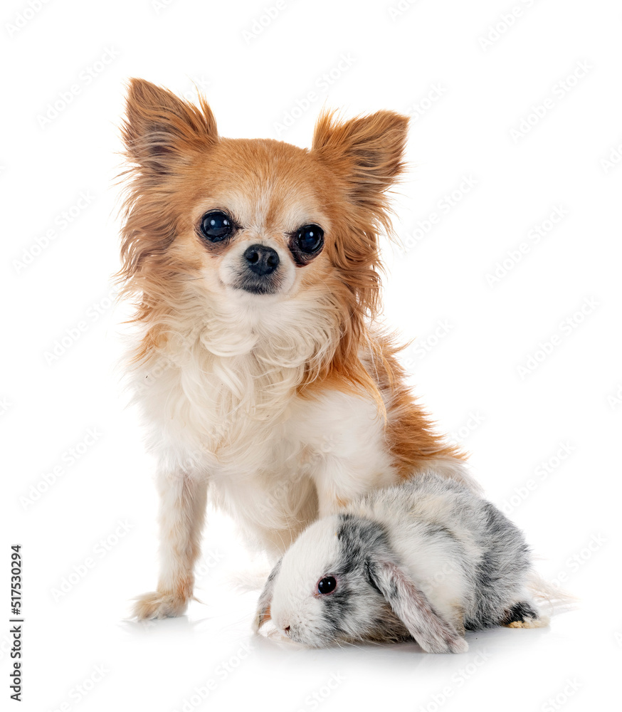 mini lop and dog