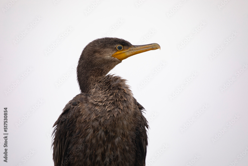 Fototapeta premium Cormorant portrait close up near Freeport, Texas, with clean copy space