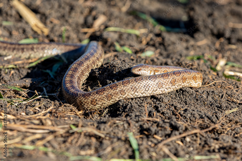 Closeup of Prairie Kingsnake in field. Concept of wildlife conservation, habitat loss and preservation. Closeup of Prairie Kingsnake in field. Concept of wildlife conservation, habitat loss and preservation.
